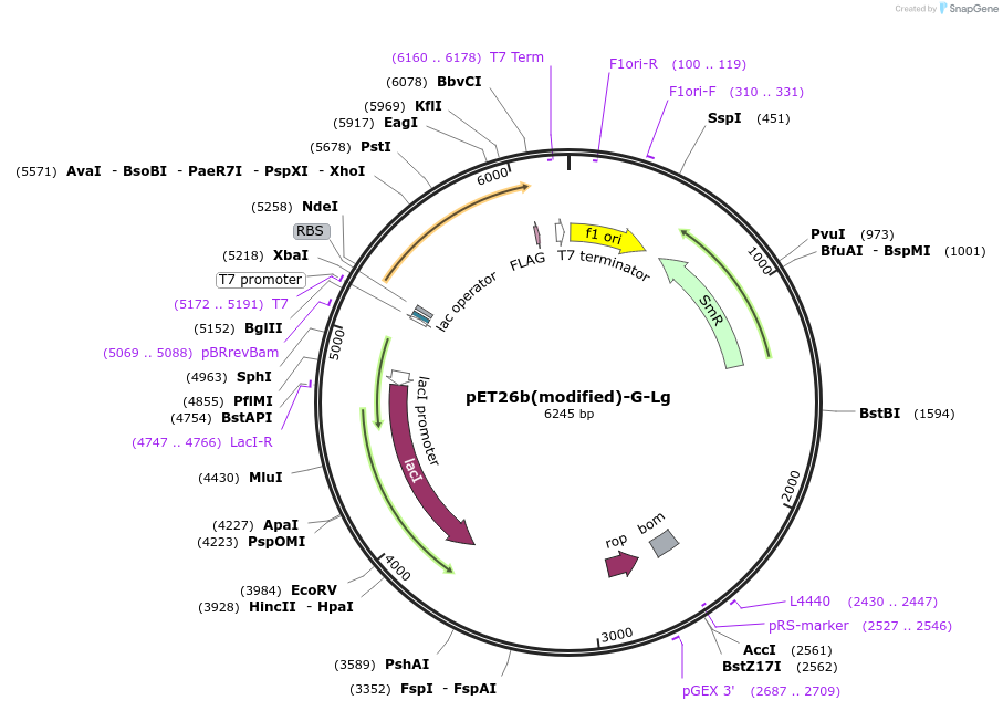 216967-plasmid-map-sequence-id-445070