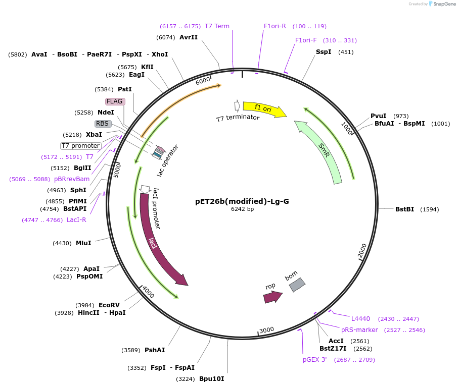 216968-plasmid-map-sequence-id-445071