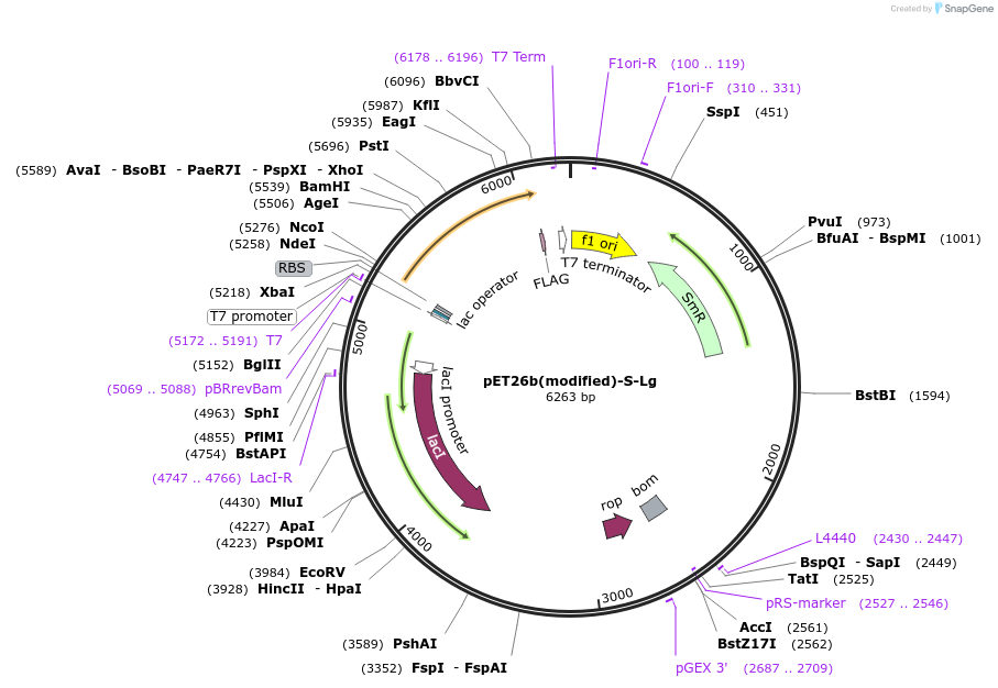 216971-plasmid-map-sequence-id-445072