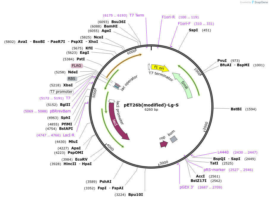 216972-plasmid-map-sequence-id-445073