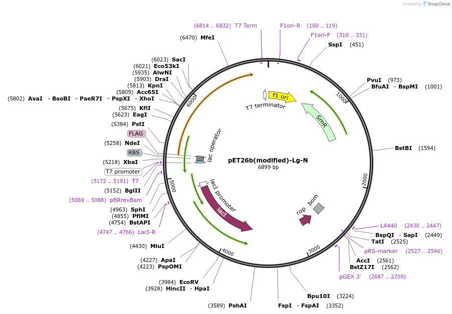 216964-plasmid-map-sequence-id-445074
