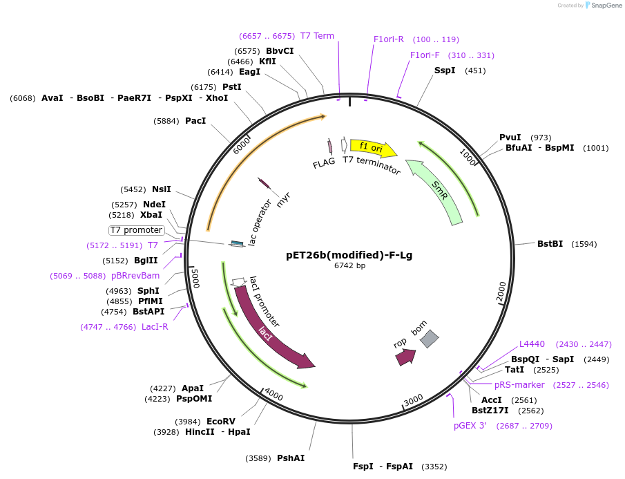 216965-plasmid-map-sequence-id-445075