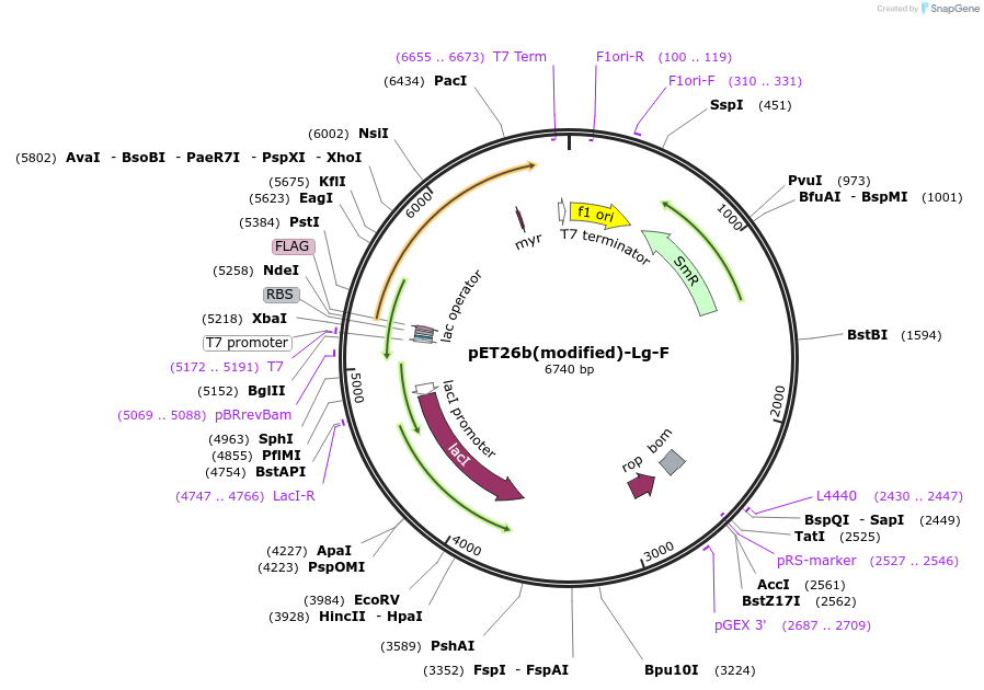 216966-plasmid-map-sequence-id-445076