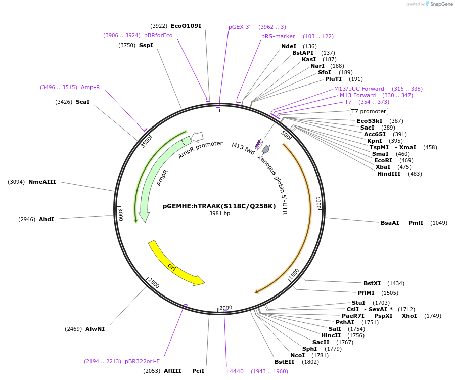 224764-plasmid-map-sequence-id-445099