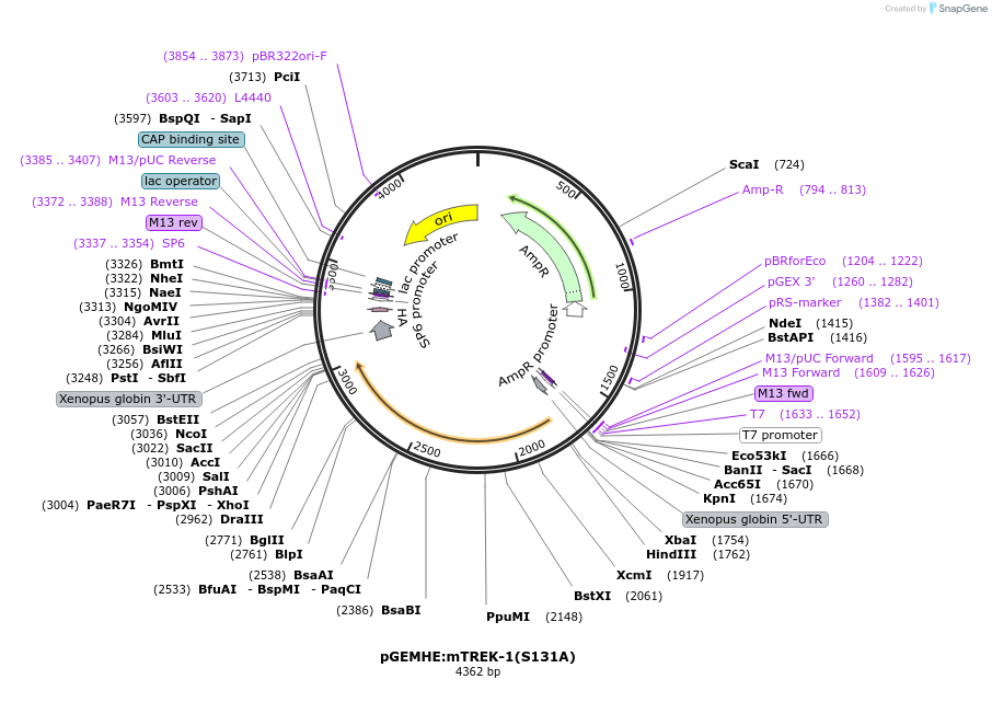 224745-plasmid-map-sequence-id-445129