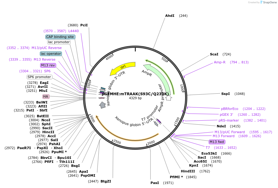 224768-plasmid-map-sequence-id-445132