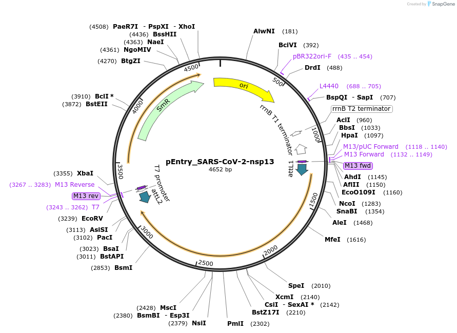 168890-plasmid-map-sequence-id-445159