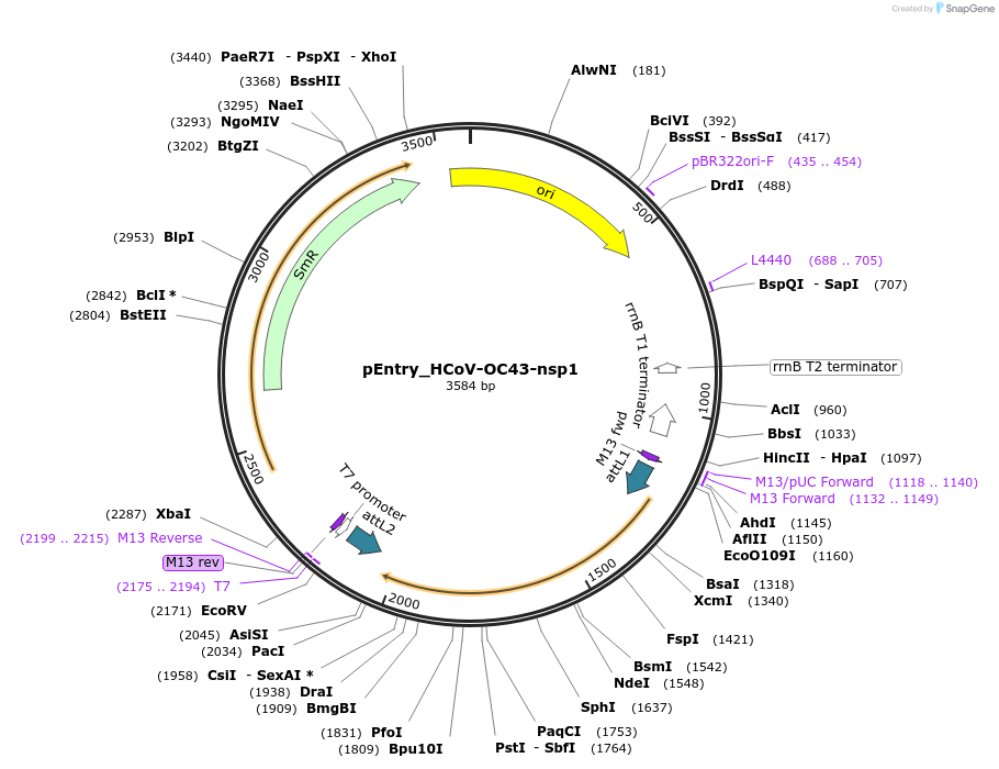168931-plasmid-map-sequence-id-445162