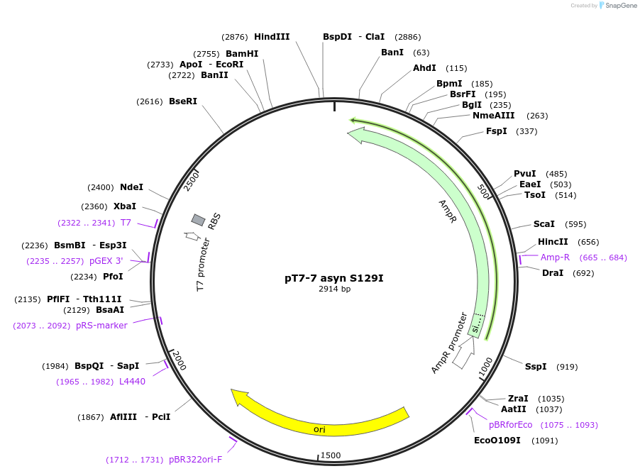 36061-plasmid-map-sequence-id-44517