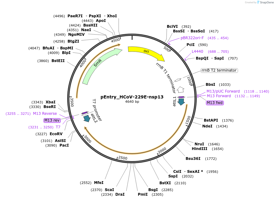 168970-plasmid-map-sequence-id-445172