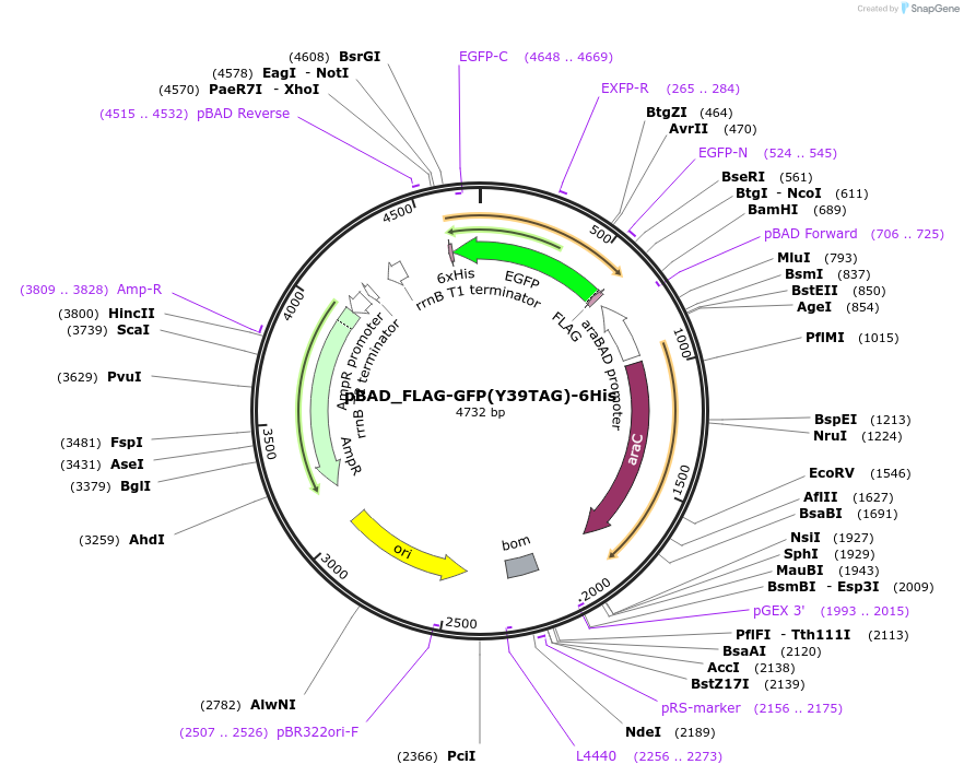 223510-plasmid-map-sequence-id-445173