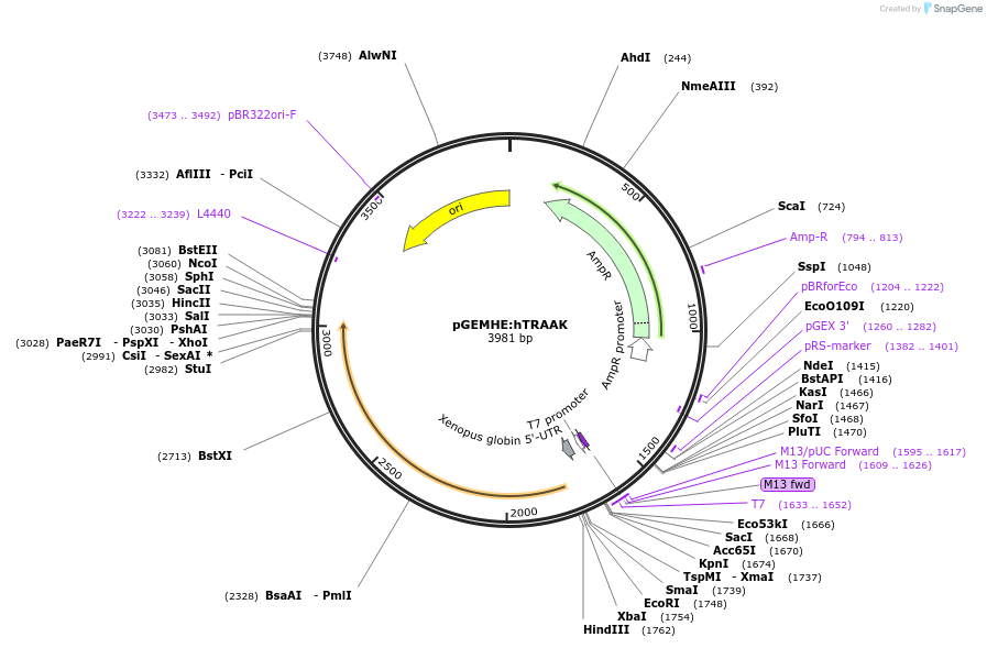 224761-plasmid-map-sequence-id-445177