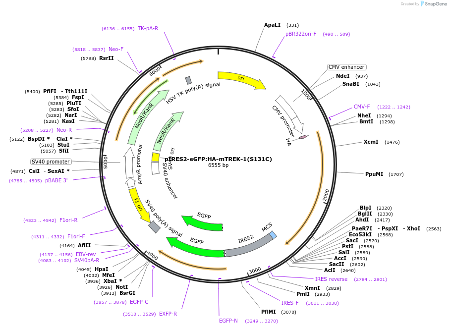 224774-plasmid-map-sequence-id-445179