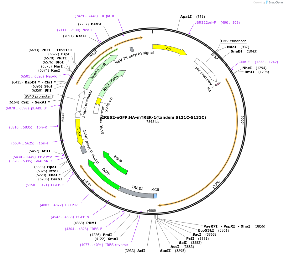 224779-plasmid-map-sequence-id-445190