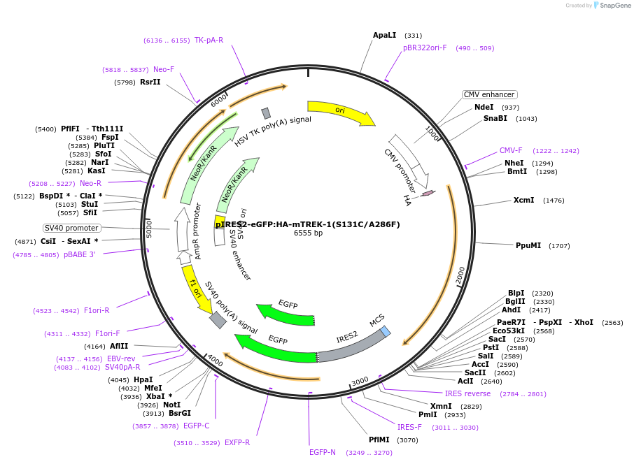 224775-plasmid-map-sequence-id-445191