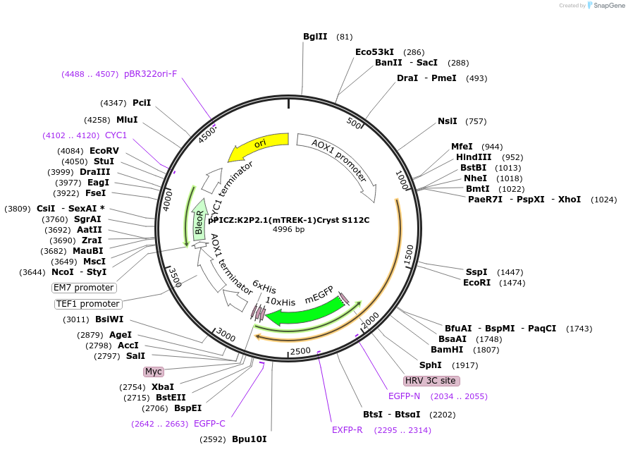 224780-plasmid-map-sequence-id-445194
