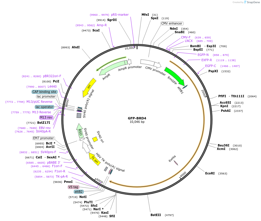 65378-plasmid-map-sequence-id-445202
