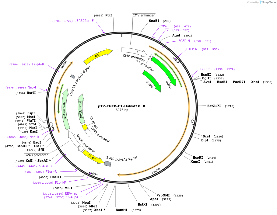 146775-plasmid-map-sequence-id-445204