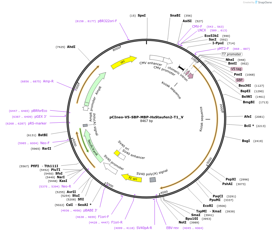 147745-plasmid-map-sequence-id-445205