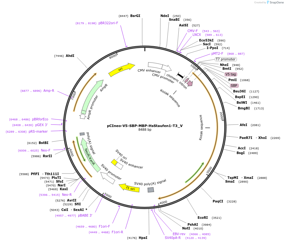 147744-plasmid-map-sequence-id-445207