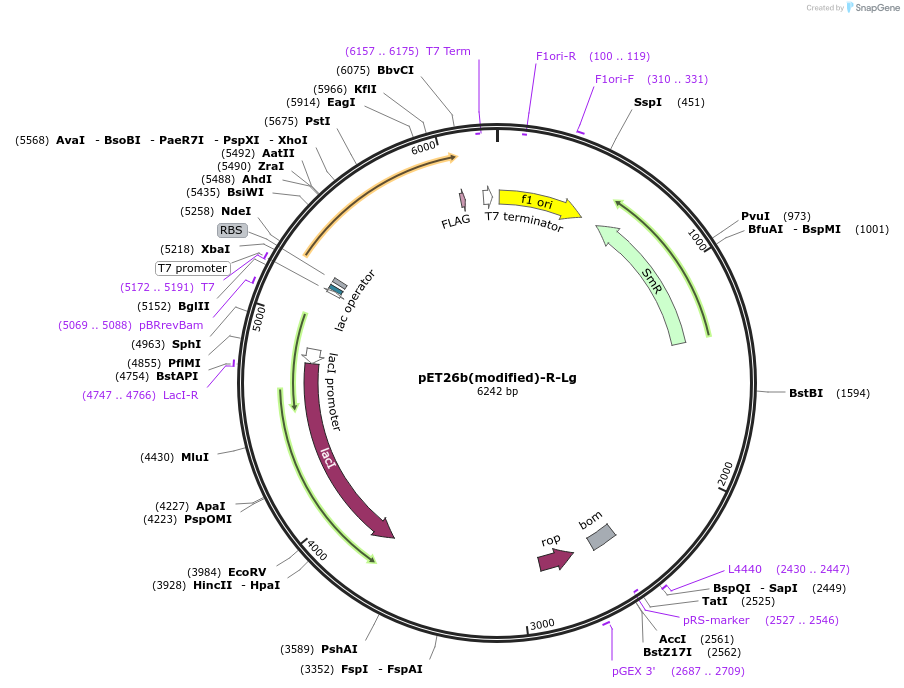 216961-plasmid-map-sequence-id-445238