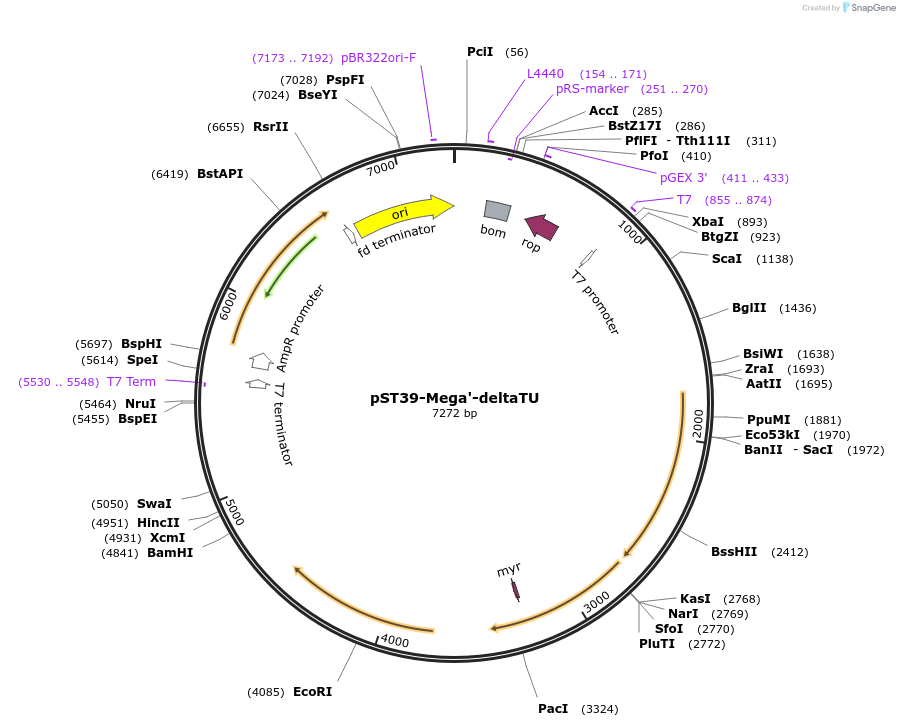 216944-plasmid-map-sequence-id-445261