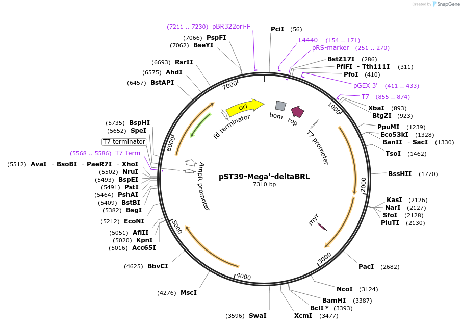 216946-plasmid-map-sequence-id-445263