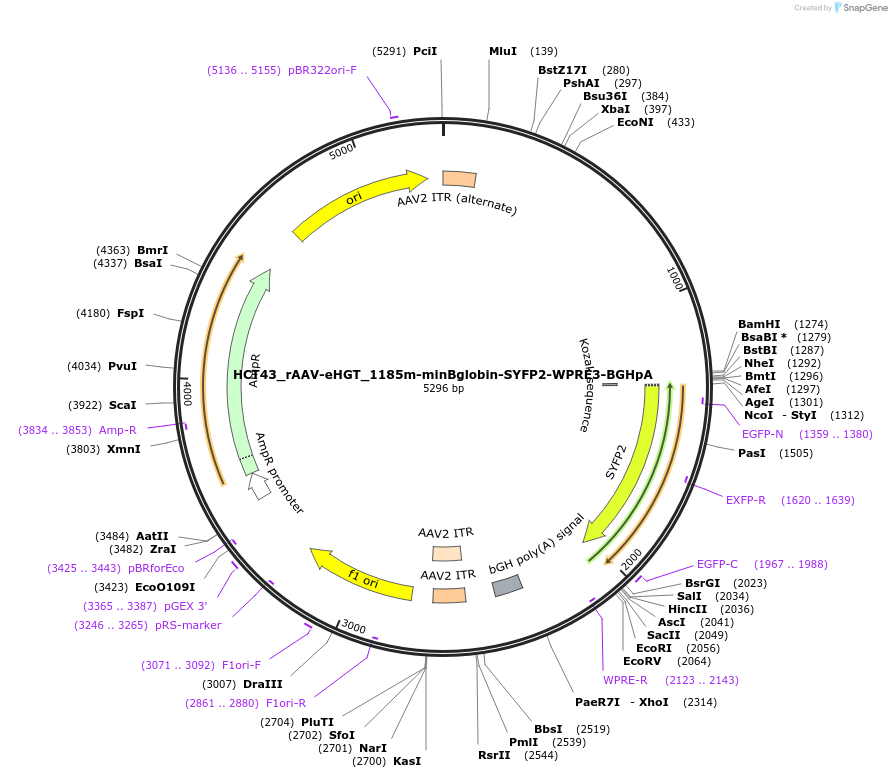 223920-plasmid-map-sequence-id-445264