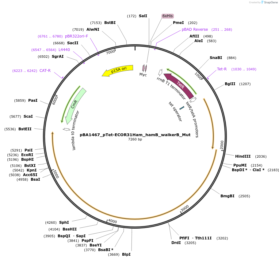 223367-plasmid-map-sequence-id-445265