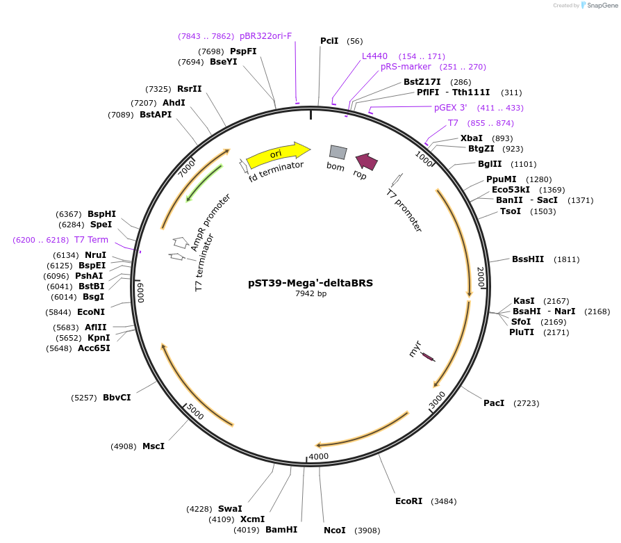216947-plasmid-map-sequence-id-445266