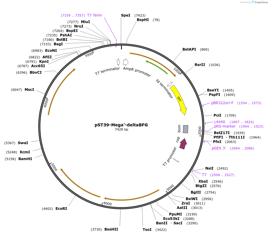 216948-plasmid-map-sequence-id-445272