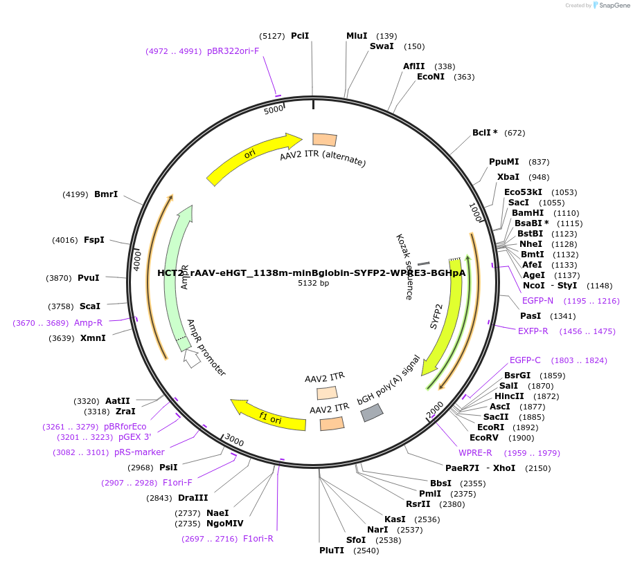 223901-plasmid-map-sequence-id-445276