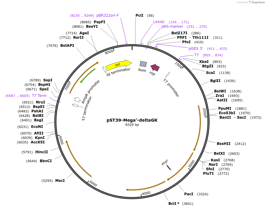 216926-plasmid-map-sequence-id-445277
