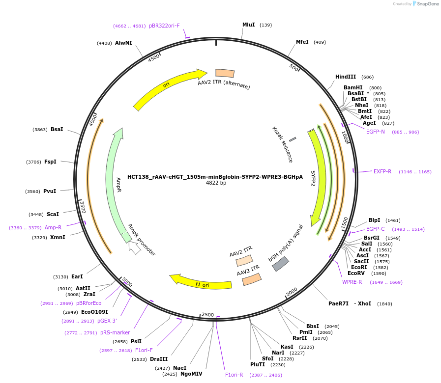223938-plasmid-map-sequence-id-445278