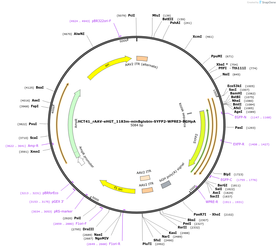 223918-plasmid-map-sequence-id-445279