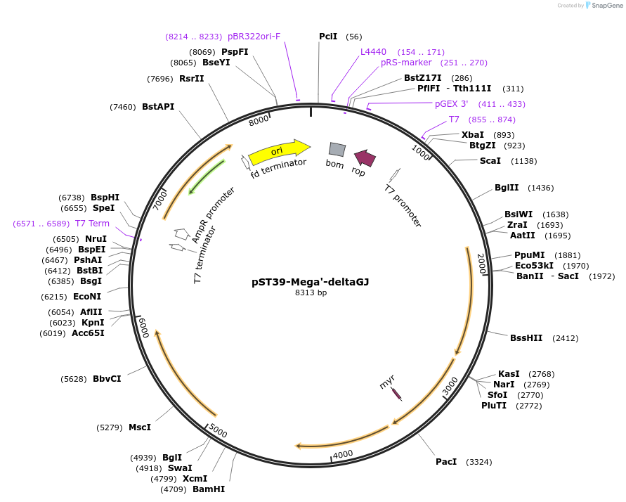 216927-plasmid-map-sequence-id-445280