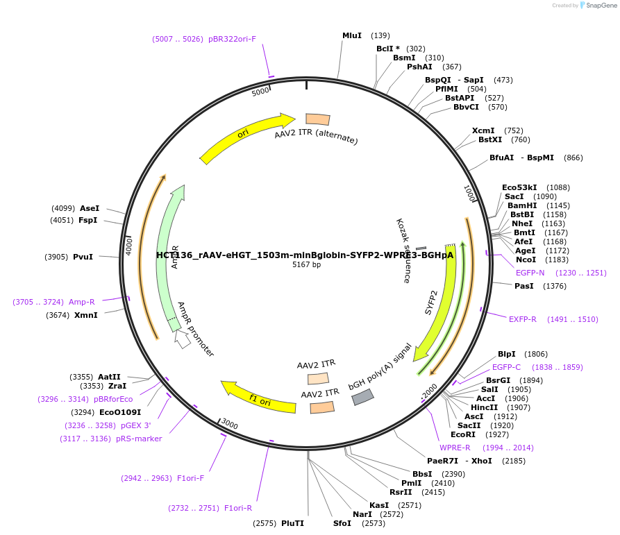 223936-plasmid-map-sequence-id-445283
