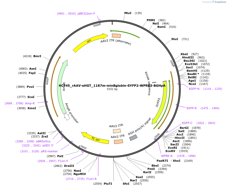223942-plasmid-map-sequence-id-445285