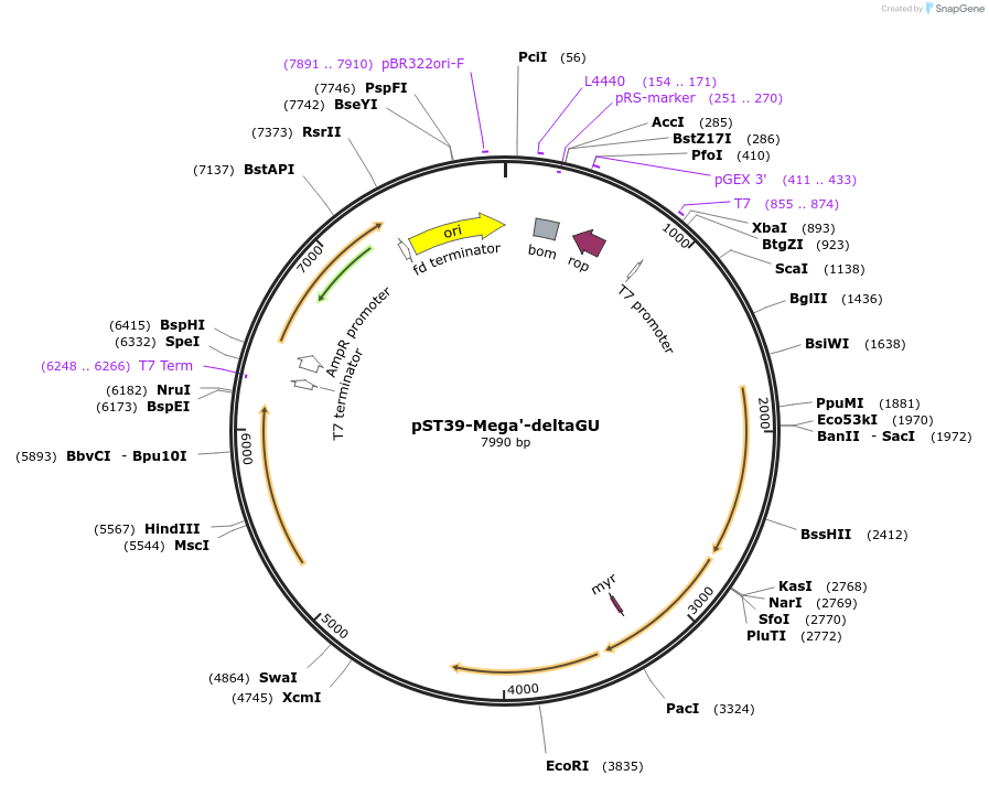 216929-plasmid-map-sequence-id-445288