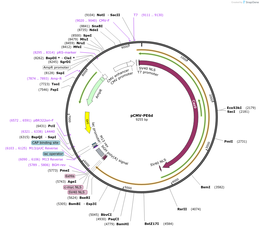 207854-plasmid-map-sequence-id-445303