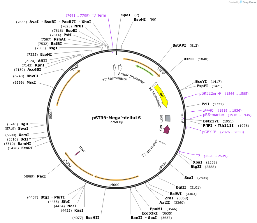 216930-plasmid-map-sequence-id-445439