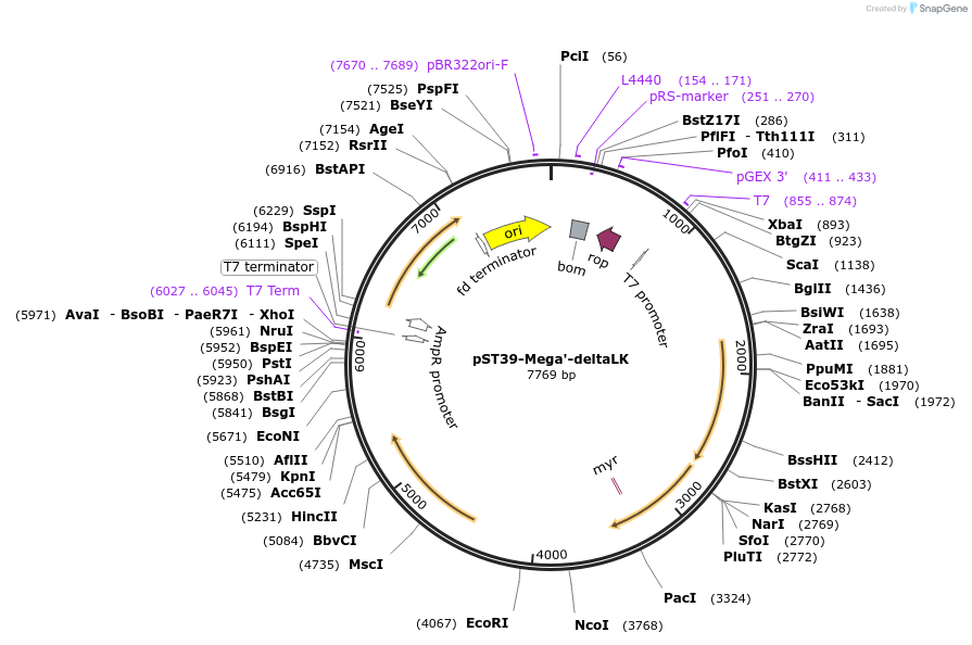 216931-plasmid-map-sequence-id-445440