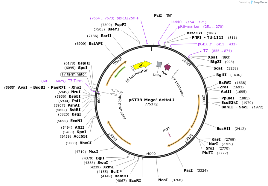 216932-plasmid-map-sequence-id-445441