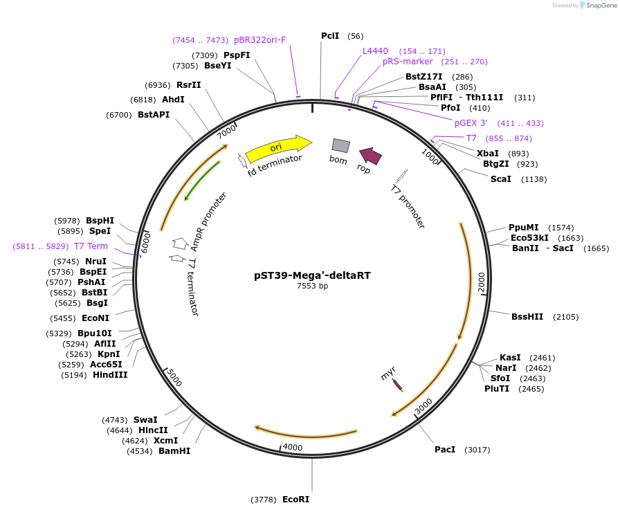 216907-plasmid-map-sequence-id-445450