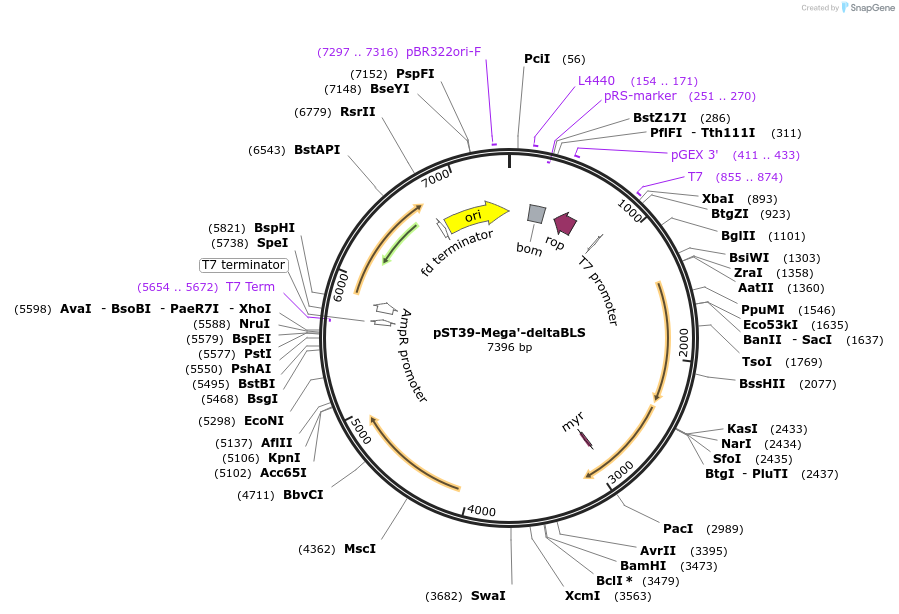 216949-plasmid-map-sequence-id-445456
