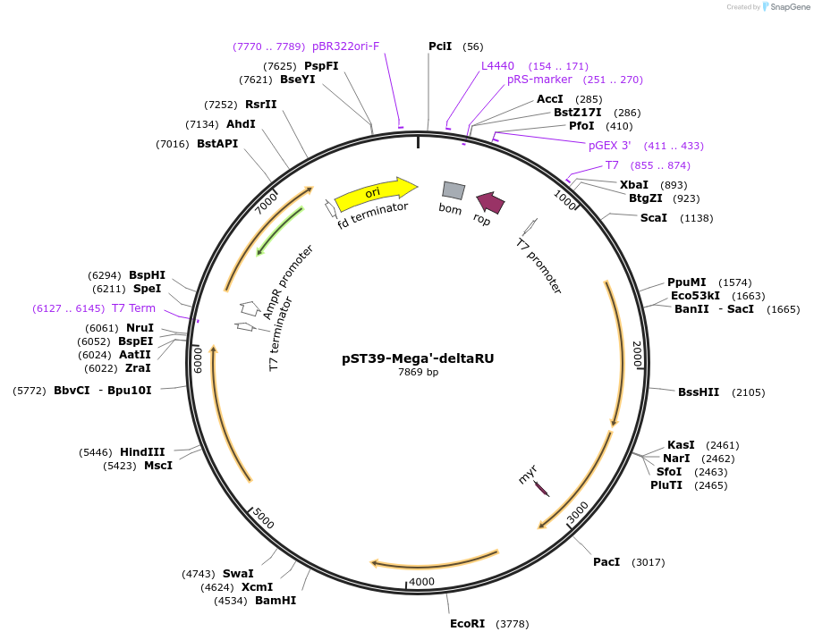 216908-plasmid-map-sequence-id-445458
