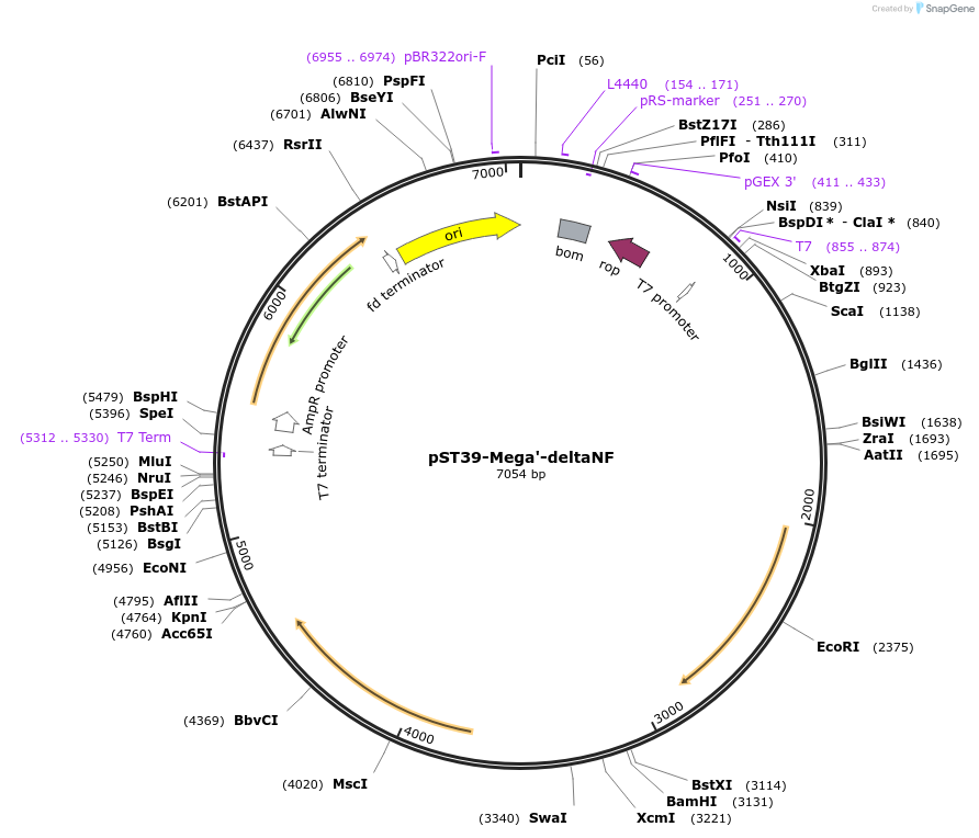 216909-plasmid-map-sequence-id-445463