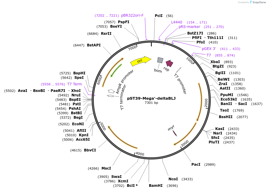 216951-plasmid-map-sequence-id-445469