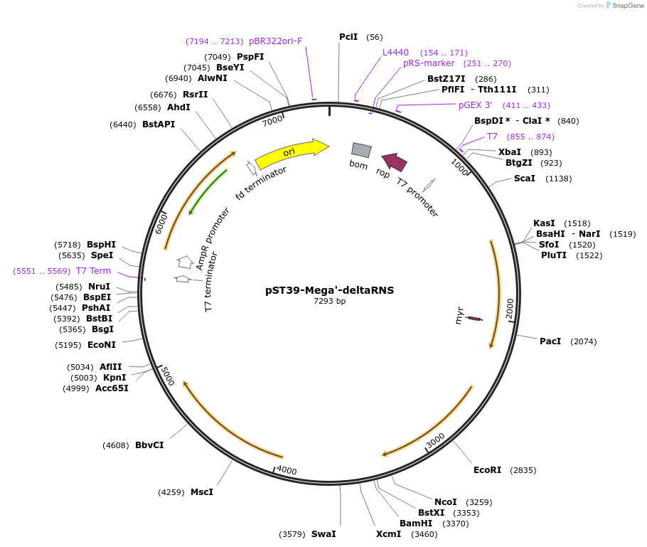 216954-plasmid-map-sequence-id-445470