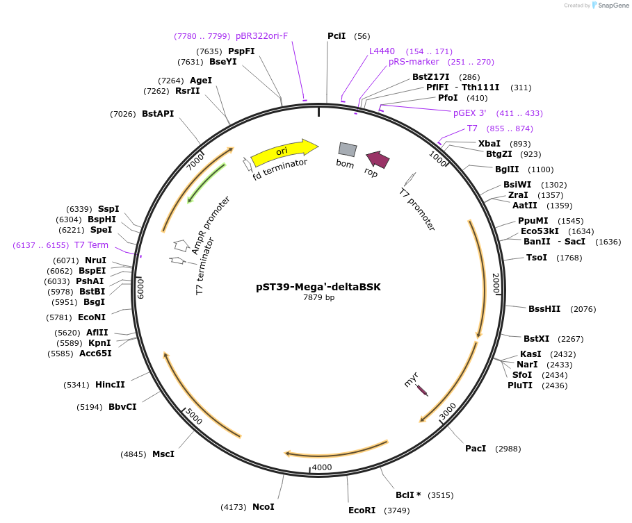 216952-plasmid-map-sequence-id-445471